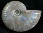 Silver Iridescent Ammonite - Madagascar #7784-1